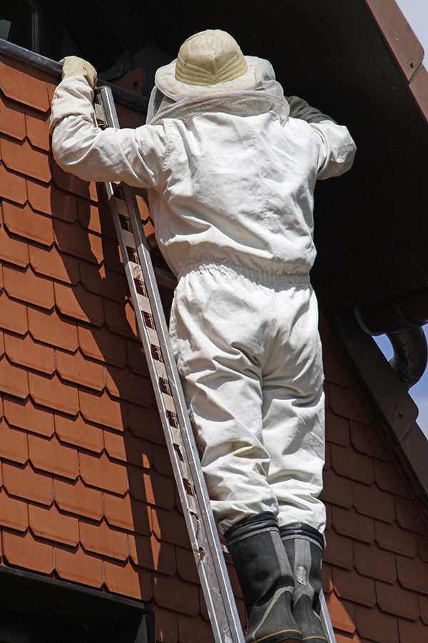 temecula bee removal
