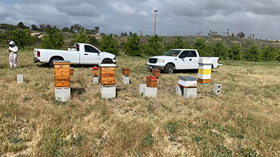 Our Apiary