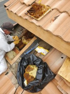 Bee Removal from an Attic