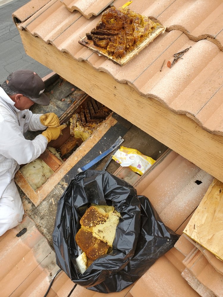 Bee Removal from an Attic