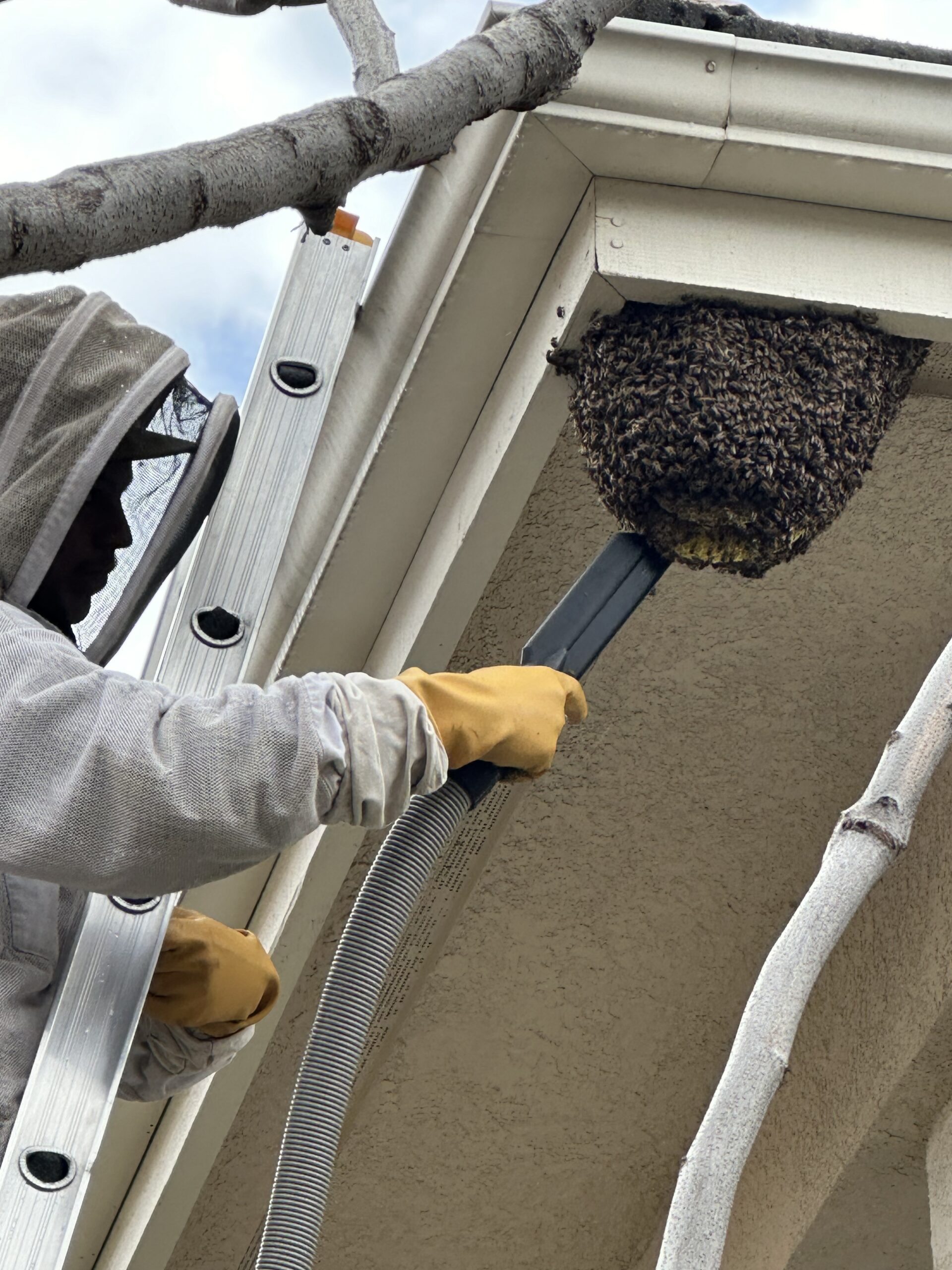 BEEGUYTRAVIS bee removal & relocation