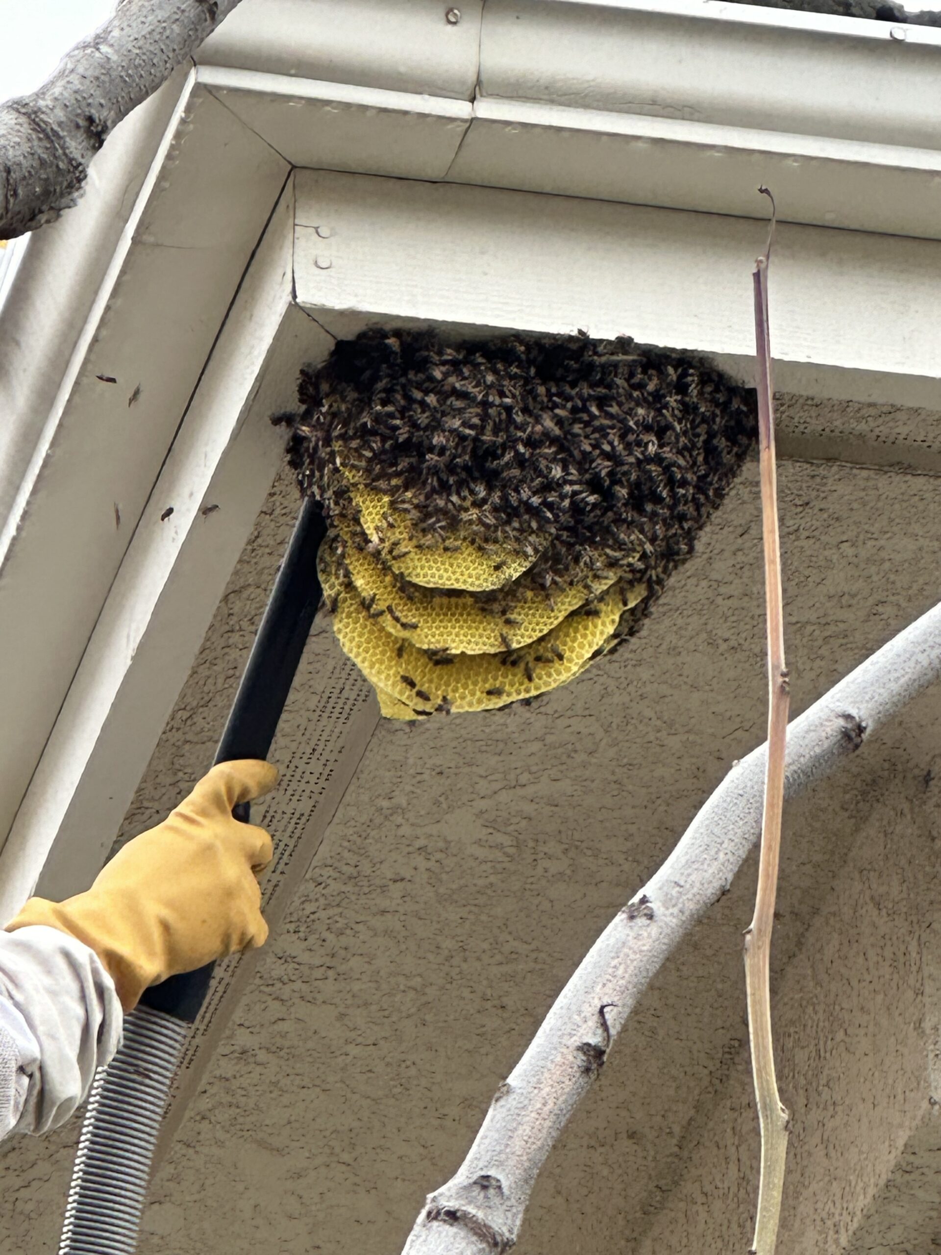 live bee removal with a bee vacuum
