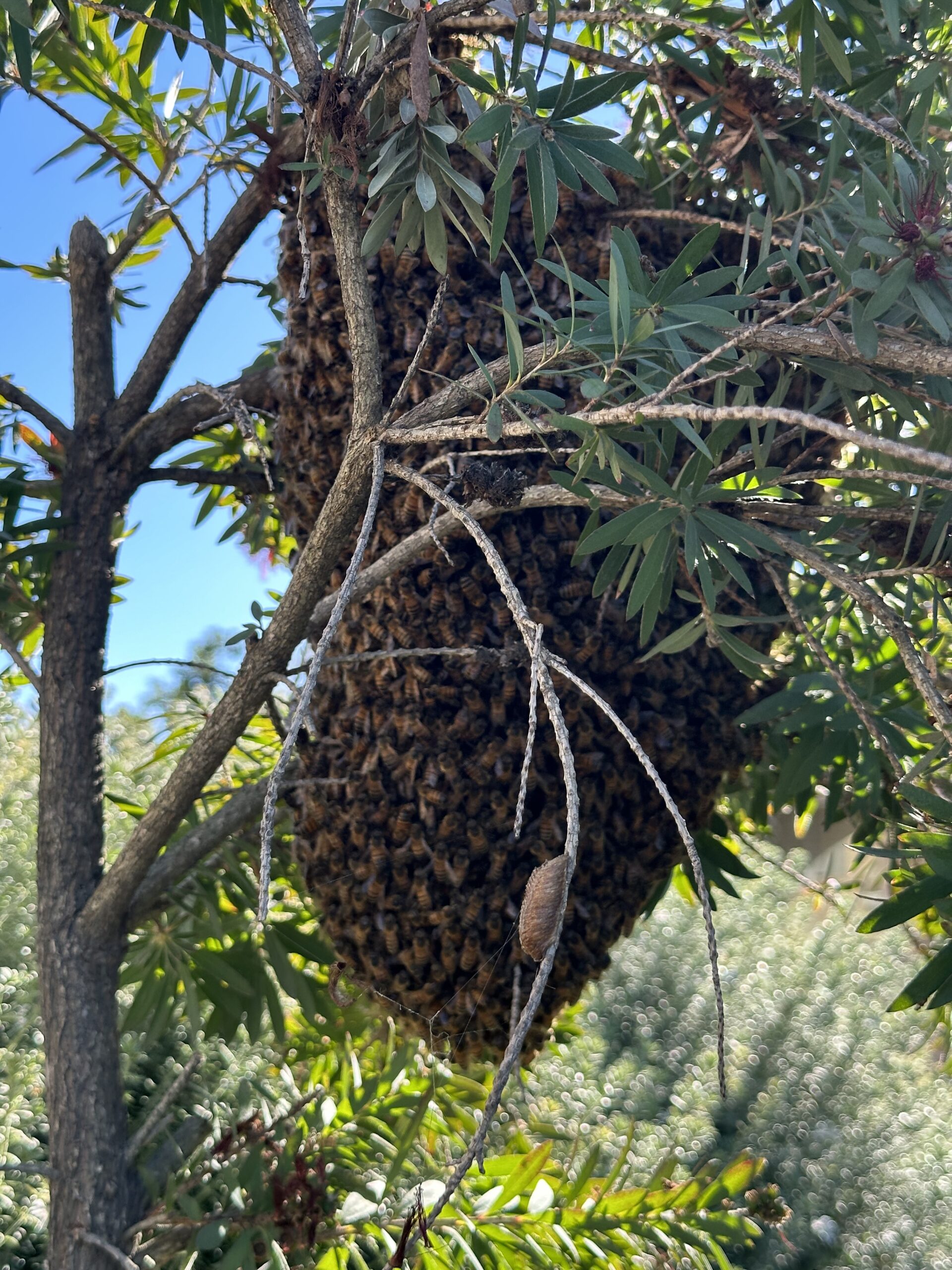 bee swarm removal Temecula